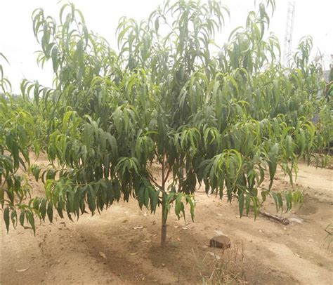 屋前种什么花好|屋前种什么花最旺风水好